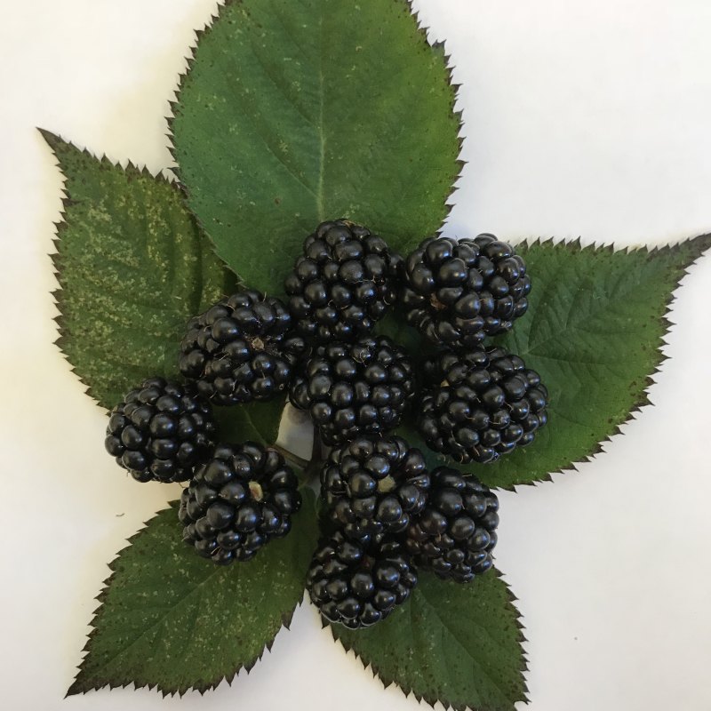 Blackberry Loch Ness