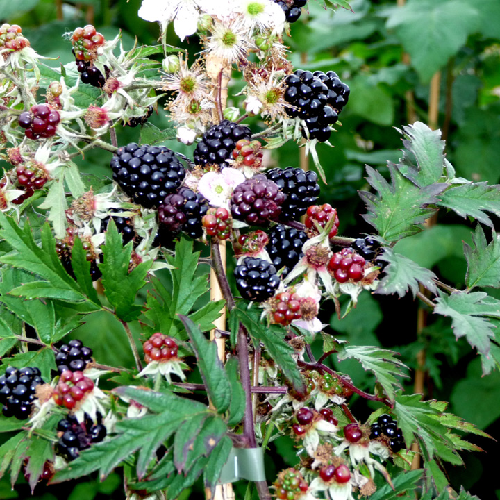 Blackberry Oregon Thornless